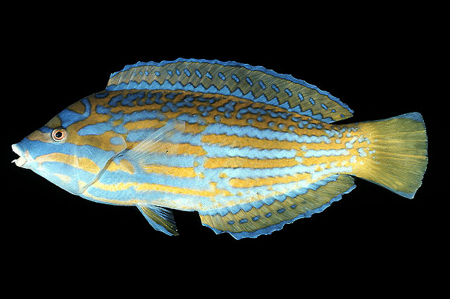 Lennardi Wrasse