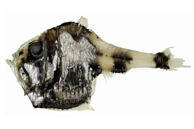 Argyropelecus hemigymnus - Halfnaked Hatchetfish 