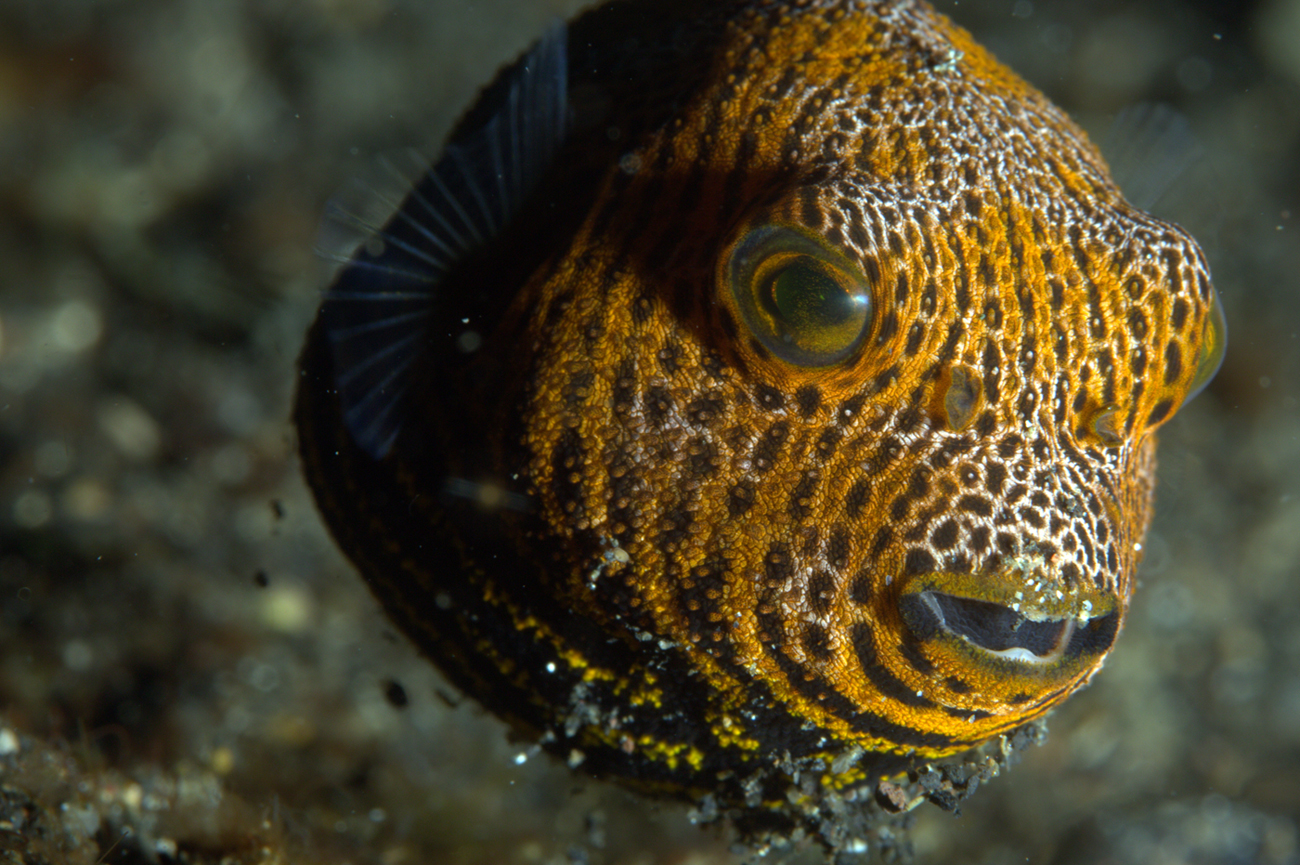 Arothron stellatus