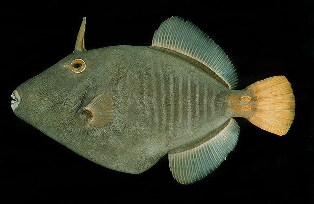 Cantherhines Dumerilii