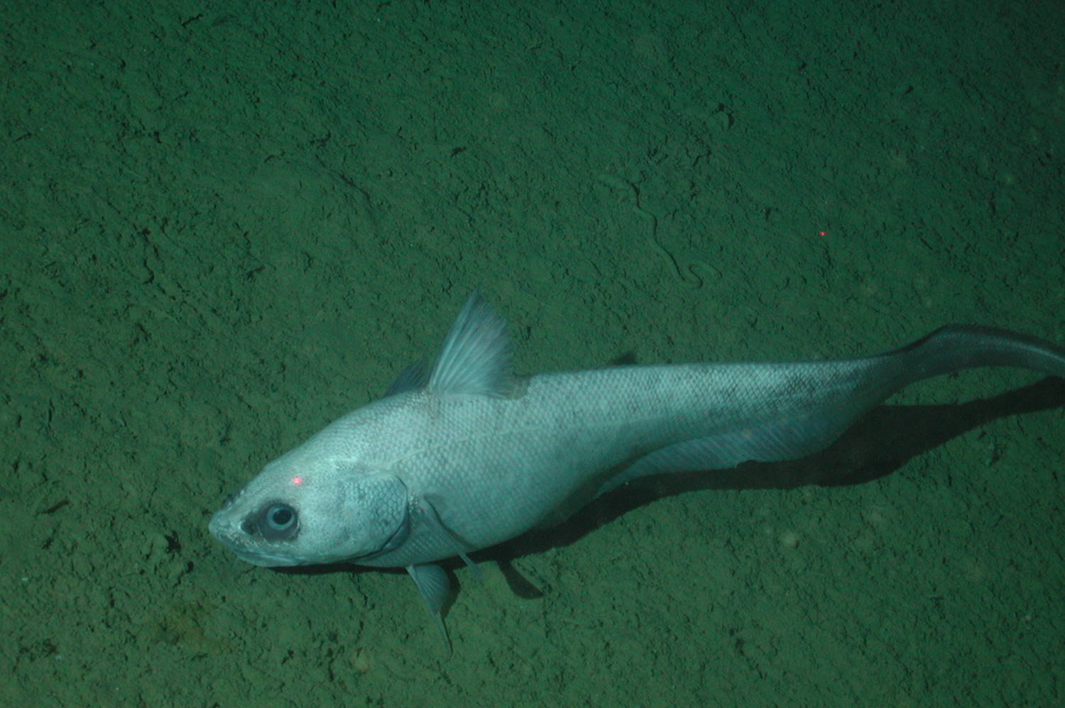 Coryphaenoides Leptolepis