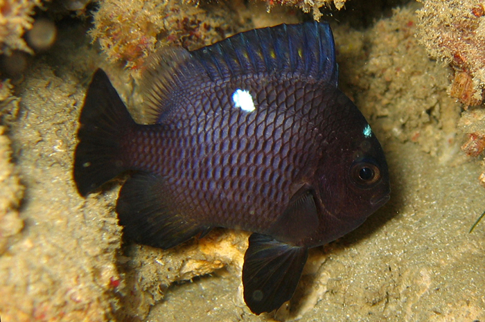 dascyllus trimaculatus