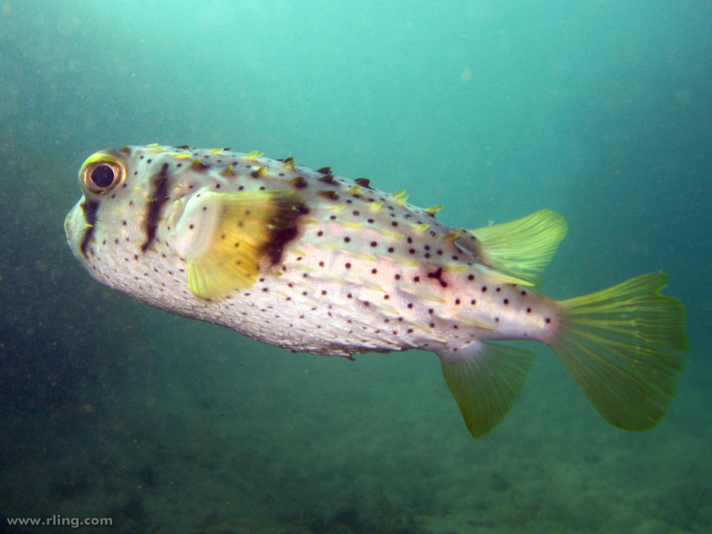 threebar porcupinefish, dicotylichthys punctulatuskaup 1855