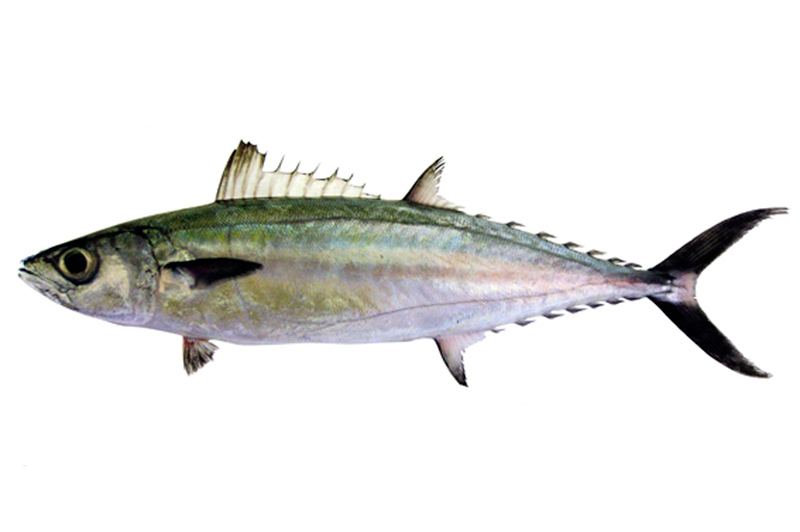 Резултат с изображение за scad fish