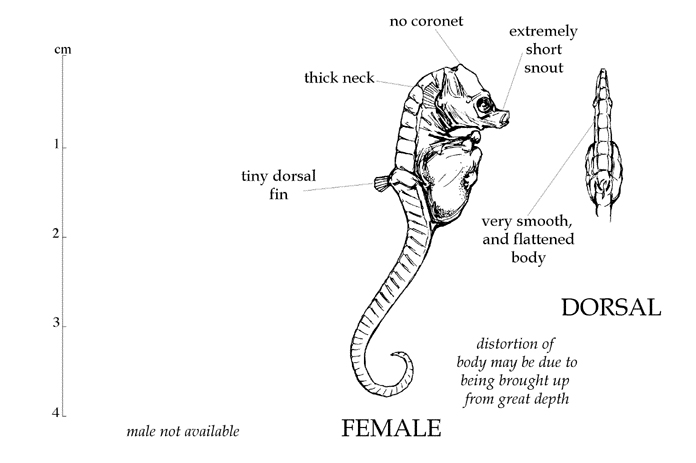 Resultado de imagen de Hippocampus minotaur