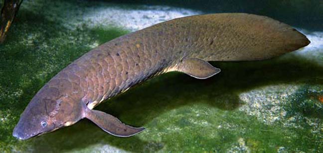 Eldering Lungfish Turns Into Chaos!