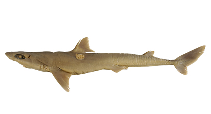 dogfish classification