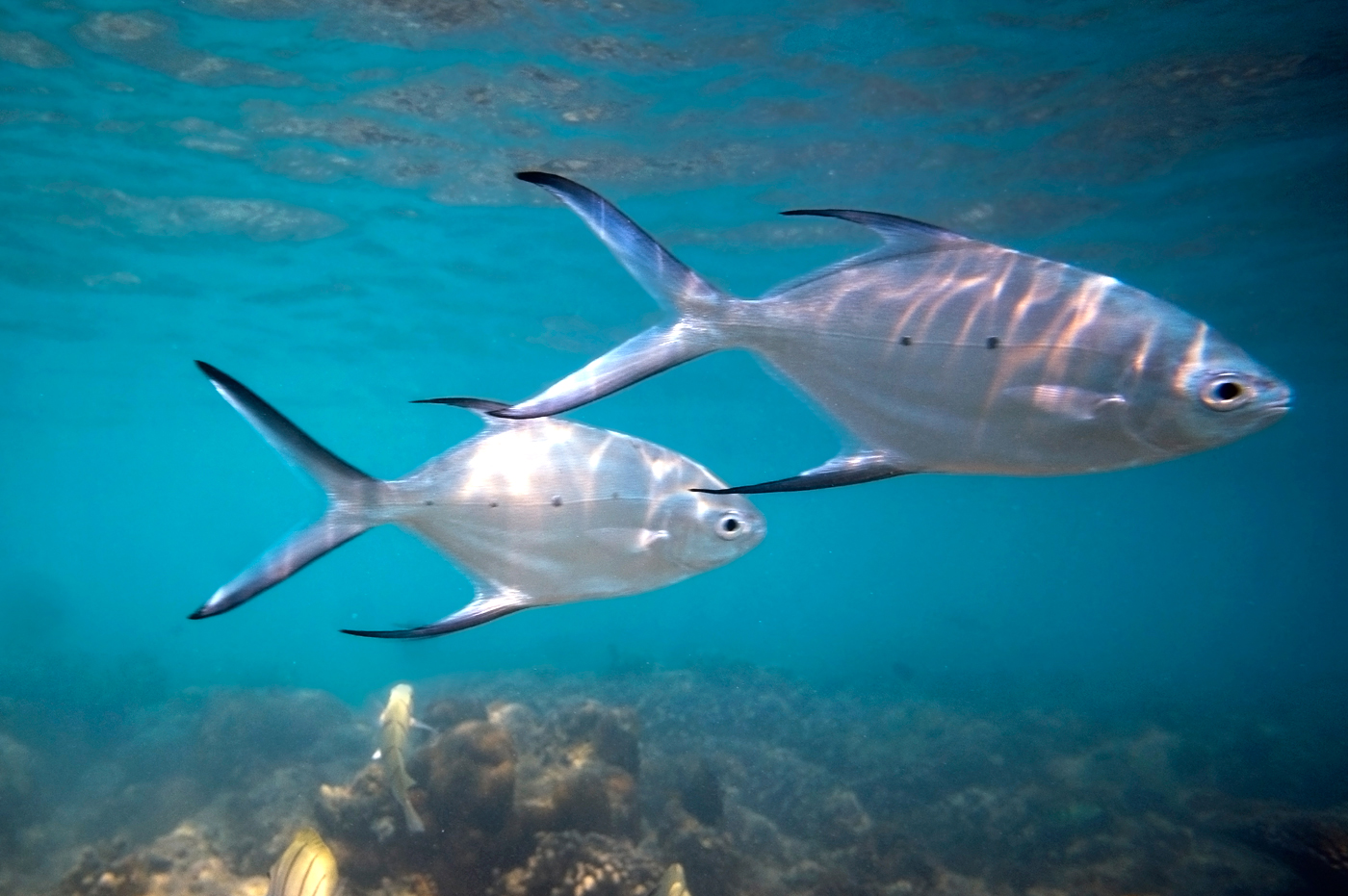 Trachinotus
