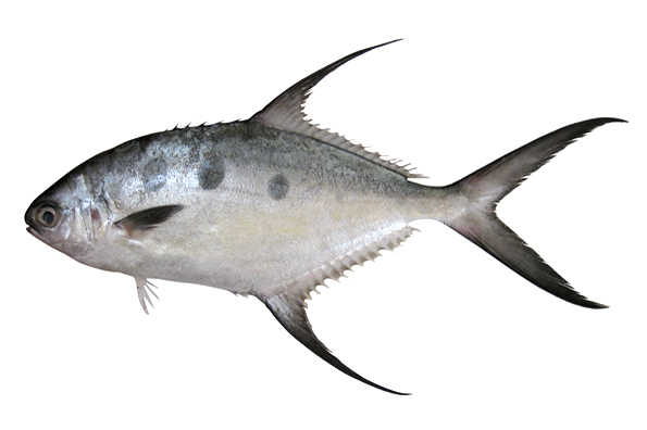 Trachinotus Botla