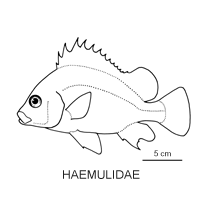 Line drawing of haemulidae