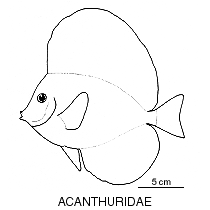 Line drawing of acanthuridae