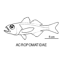 Line drawing of acropomatidae
