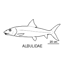 Line drawing of albulidae