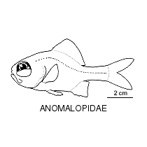Line drawing of anomalopidae