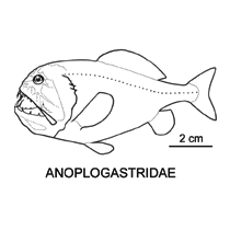 Line drawing of anoplogastridae