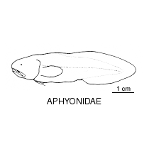 Line drawing of aphyonidae