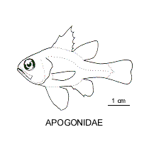 Line drawing of apogonidae