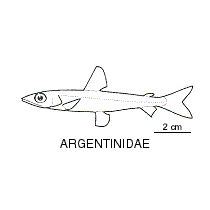 Line drawing of argentinidae