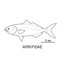 Line drawing of arripidae
