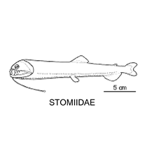Line drawing of stomiidae