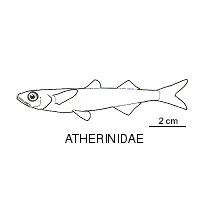 Line drawing of atherinidae
