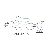 Line drawing of aulopidae