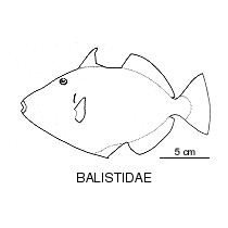Line drawing of balistidae