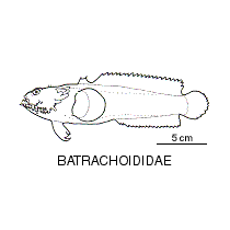 Line drawing of batrachoididae