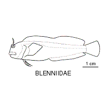 Line drawing of blenniidae