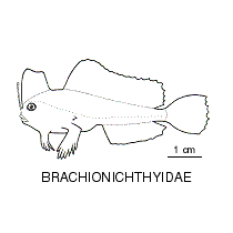 Line drawing of brachionichthyidae