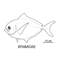 Line drawing of bramidae