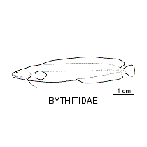 Line drawing of bythitidae