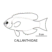 Line drawing of callanthiidae