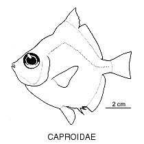 Line drawing of caproidae