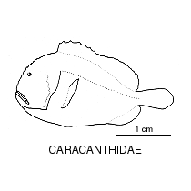 Line drawing of caracanthidae