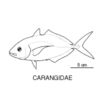 Line drawing of carangidae