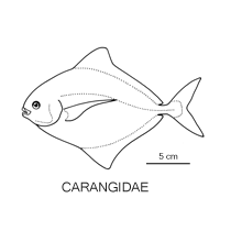 Line drawing of carangidae