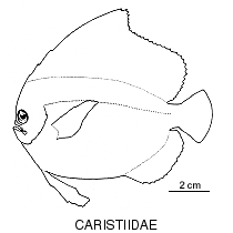 Line drawing of caristiidae