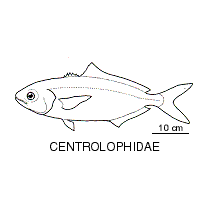 Line drawing of centrolophidae