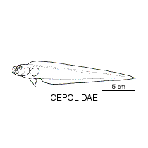 Line drawing of cepolidae