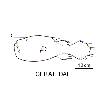 Line drawing of ceratiidae
