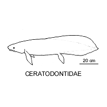 Line drawing of ceratodontidae
