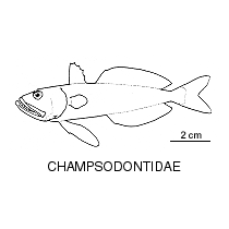 Line drawing of champsodontidae