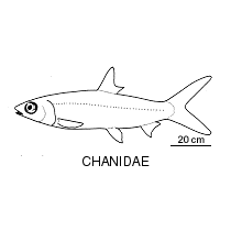 Line drawing of chanidae