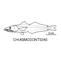 Line drawing of chiasmodontidae