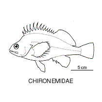 Line drawing of chironemidae