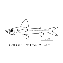 Line drawing of chlorophthalmidae