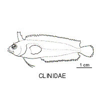 Line drawing of clinidae