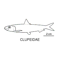 Line drawing of clupeidae