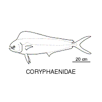 Line drawing of coryphaenidae